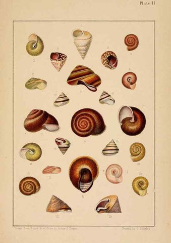 Reproducción/Reproduction 24212082373: A monograph of Australian land shells,. Sydney,W. Maddock; [etc., etc.]1868.
