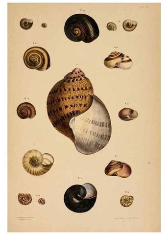 Reproducción/Reproduction 24543432890: A monograph of Australian land shells,. Sydney,W. Maddock; [etc., etc.]1868.