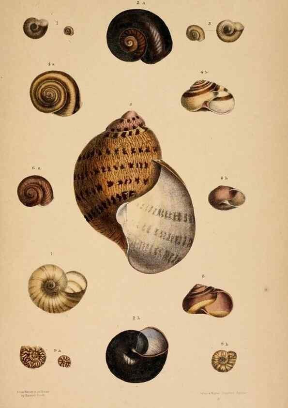 Reproducción/Reproduction 24543432890: A monograph of Australian land shells,. Sydney,W. Maddock; [etc., etc.]1868.