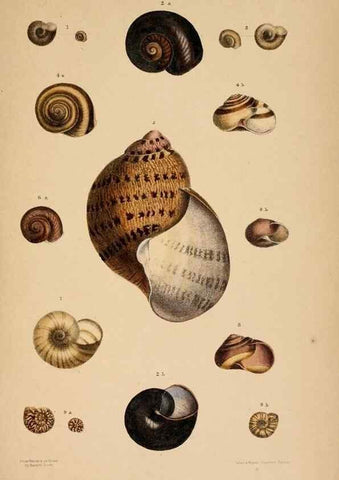 Reproducción/Reproduction 24543432890: A monograph of Australian land shells,. Sydney,W. Maddock; [etc., etc.]1868.