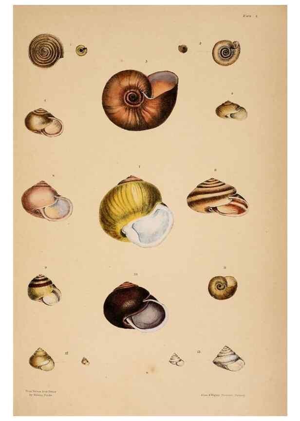 Reproducción/Reproduction 24210756264: A monograph of Australian land shells,. Sydney,W. Maddock; [etc., etc.]1868.