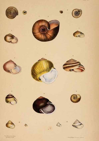Reproducción/Reproduction 24210756264: A monograph of Australian land shells,. Sydney,W. Maddock; [etc., etc.]1868.