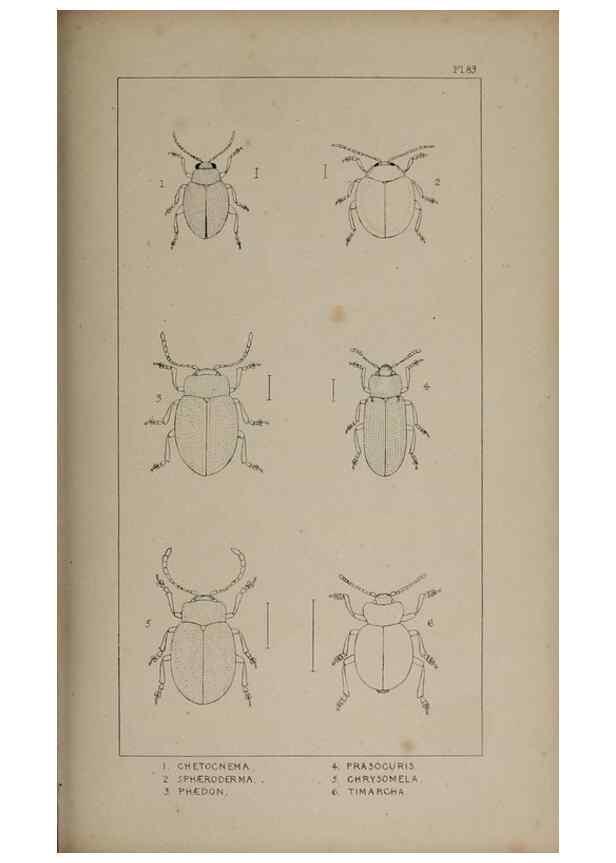 Reproducción/Reproduction 24020820383: The British Coleoptera delineated,. London,W. Crofts,1840.
