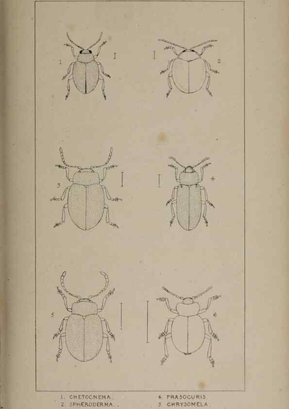 Reproducción/Reproduction 24020820383: The British Coleoptera delineated,. London,W. Crofts,1840.