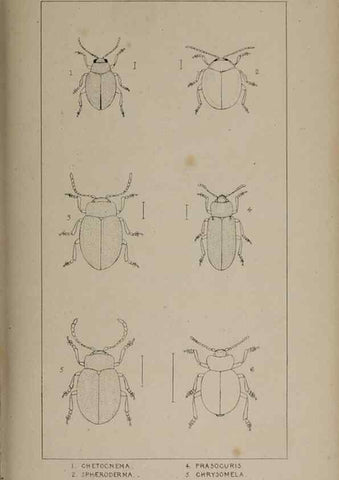 Reproducción/Reproduction 24020820383: The British Coleoptera delineated,. London,W. Crofts,1840.