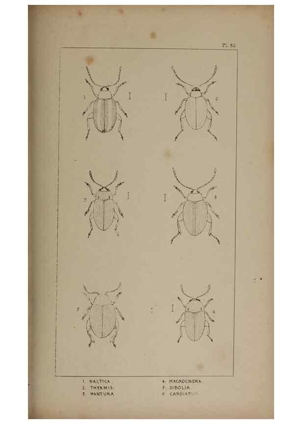 Reproducción/Reproduction 24647615245: The British Coleoptera delineated,. London,W. Crofts,1840.