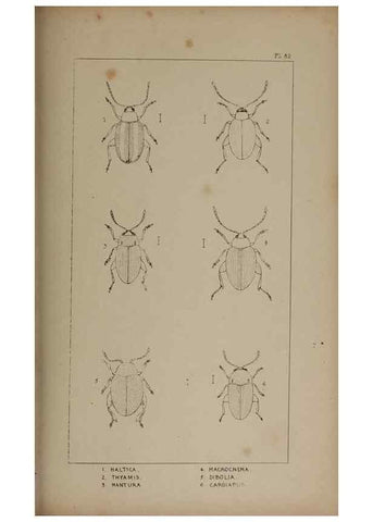 Reproducción/Reproduction 24647615245: The British Coleoptera delineated,. London,W. Crofts,1840.