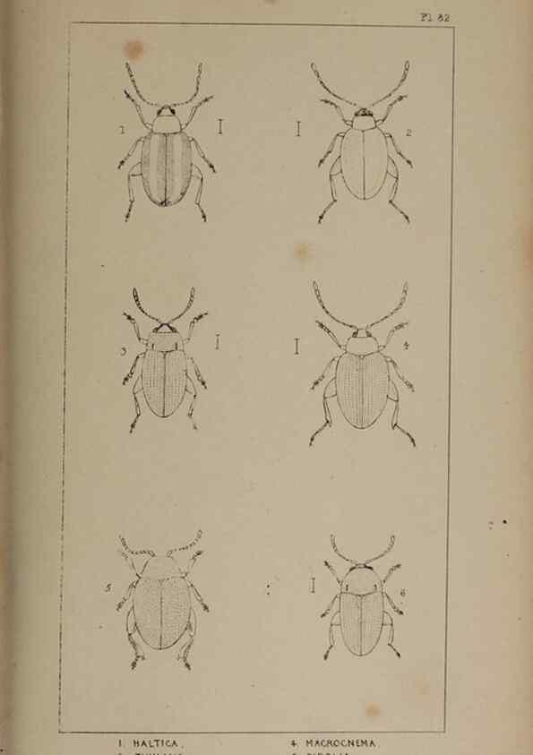 Reproducción/Reproduction 24647615245: The British Coleoptera delineated,. London,W. Crofts,1840.