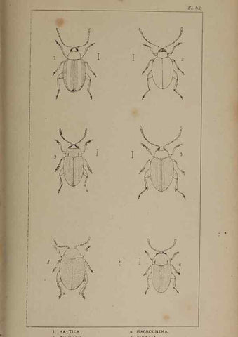 Reproducción/Reproduction 24647615245: The British Coleoptera delineated,. London,W. Crofts,1840.