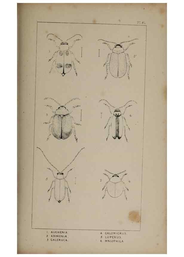 Reproducción/Reproduction 24647608315: The British Coleoptera delineated,. London,W. Crofts,1840.