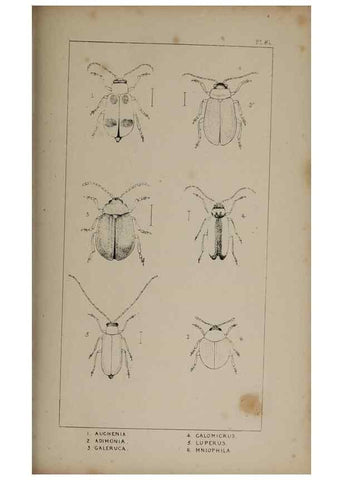 Reproducción/Reproduction 24647608315: The British Coleoptera delineated,. London,W. Crofts,1840.