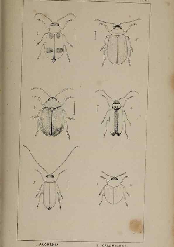 Reproducción/Reproduction 24647608315: The British Coleoptera delineated,. London,W. Crofts,1840.