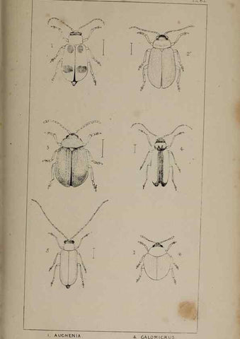 Reproducción/Reproduction 24647608315: The British Coleoptera delineated,. London,W. Crofts,1840.