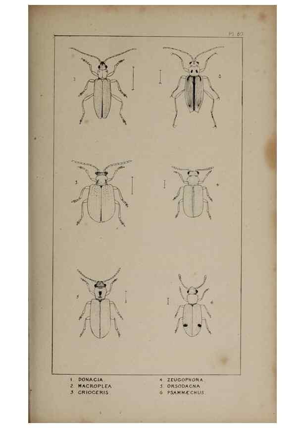 Reproducción/Reproduction 24019471494: The British Coleoptera delineated,. London,W. Crofts,1840.