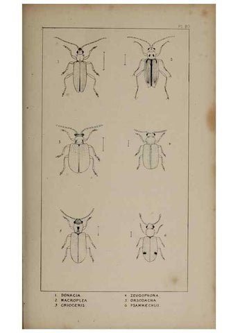 Reproducción/Reproduction 24019471494: The British Coleoptera delineated,. London,W. Crofts,1840.