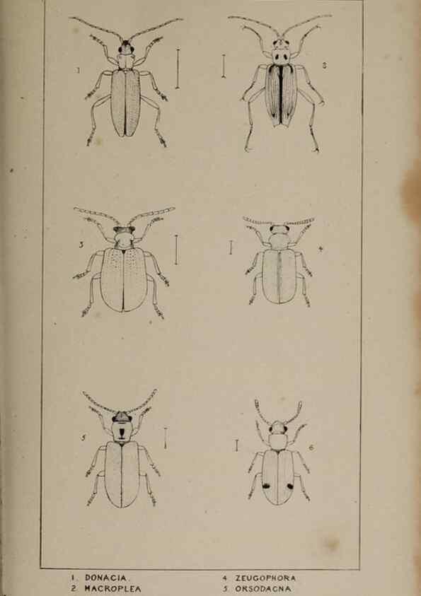 Reproducción/Reproduction 24019471494: The British Coleoptera delineated,. London,W. Crofts,1840.