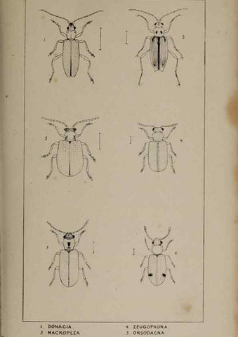 Reproducción/Reproduction 24019471494: The British Coleoptera delineated,. London,W. Crofts,1840.