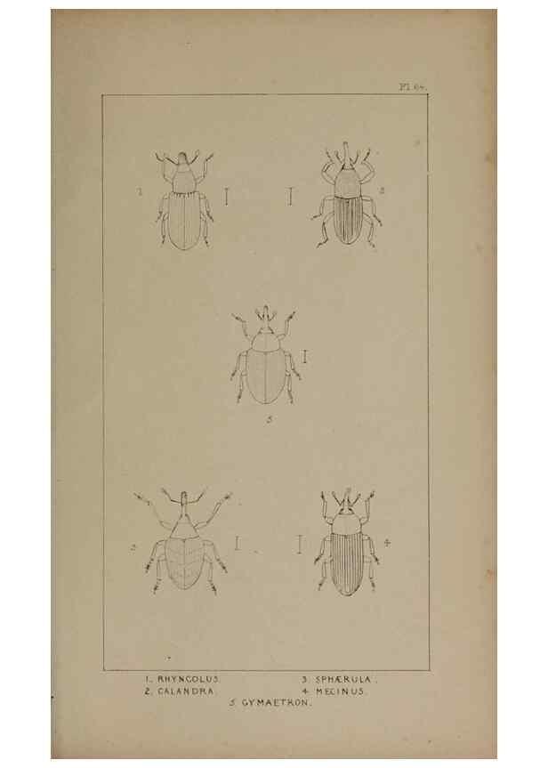 Reproducción/Reproduction 24539180242: The British Coleoptera delineated,. London,W. Crofts,1840.