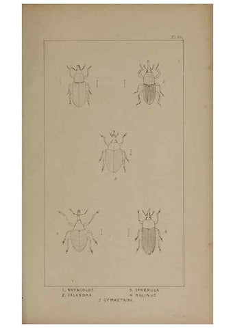 Reproducción/Reproduction 24539180242: The British Coleoptera delineated,. London,W. Crofts,1840.