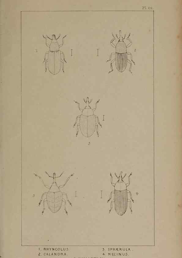 Reproducción/Reproduction 24539180242: The British Coleoptera delineated,. London,W. Crofts,1840.