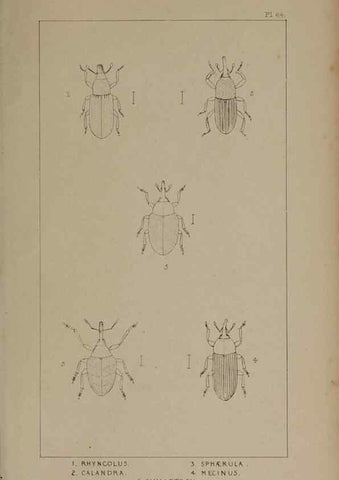 Reproducción/Reproduction 24539180242: The British Coleoptera delineated,. London,W. Crofts,1840.