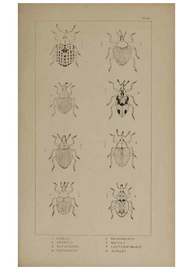 Reproducción/Reproduction 24279817869: The British Coleoptera delineated,. London,W. Crofts,1840.