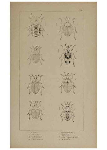 Reproducción/Reproduction 24279817869: The British Coleoptera delineated,. London,W. Crofts,1840.