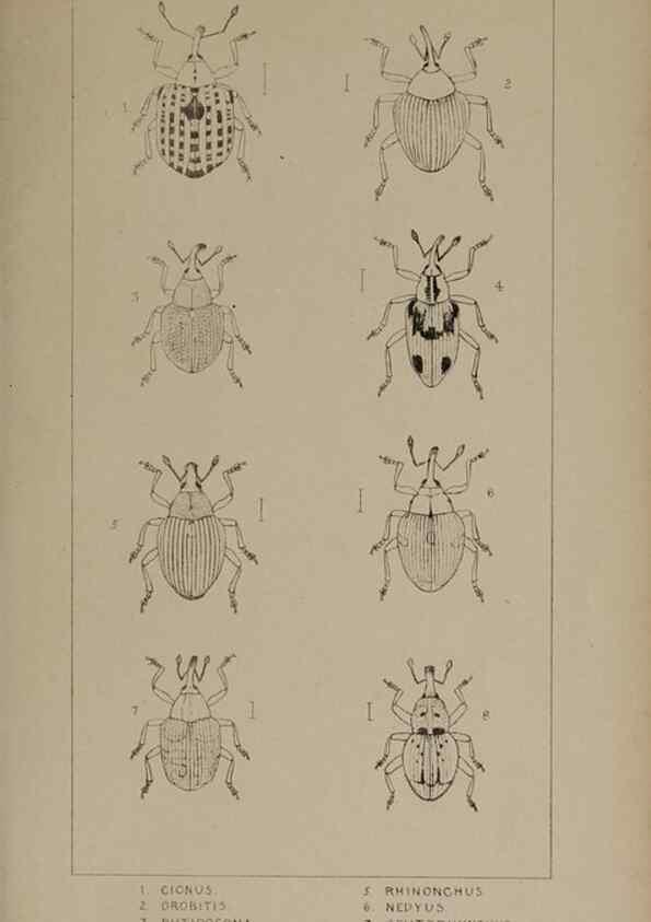 Reproducción/Reproduction 24279817869: The British Coleoptera delineated,. London,W. Crofts,1840.