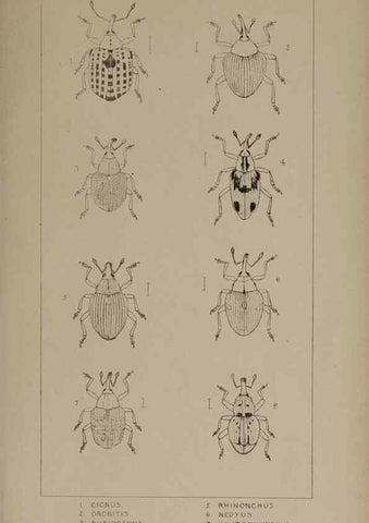 Reproducción/Reproduction 24279817869: The British Coleoptera delineated,. London,W. Crofts,1840.