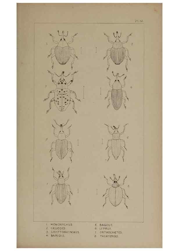 Reproducción/Reproduction 24020749003: The British Coleoptera delineated,. London,W. Crofts,1840.