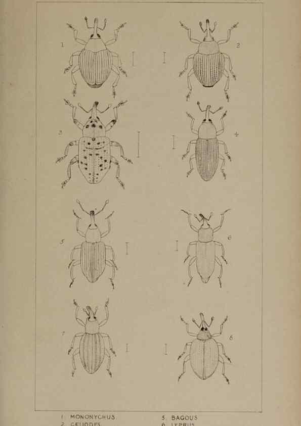 Reproducción/Reproduction 24020749003: The British Coleoptera delineated,. London,W. Crofts,1840.