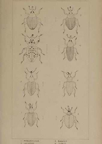 Reproducción/Reproduction 24020749003: The British Coleoptera delineated,. London,W. Crofts,1840.