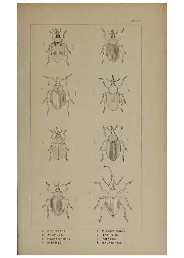 Reproducción/Reproduction 24352017950: The British Coleoptera delineated,. London,W. Crofts,1840.