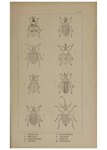 Reproducción/Reproduction 24352017950: The British Coleoptera delineated,. London,W. Crofts,1840.