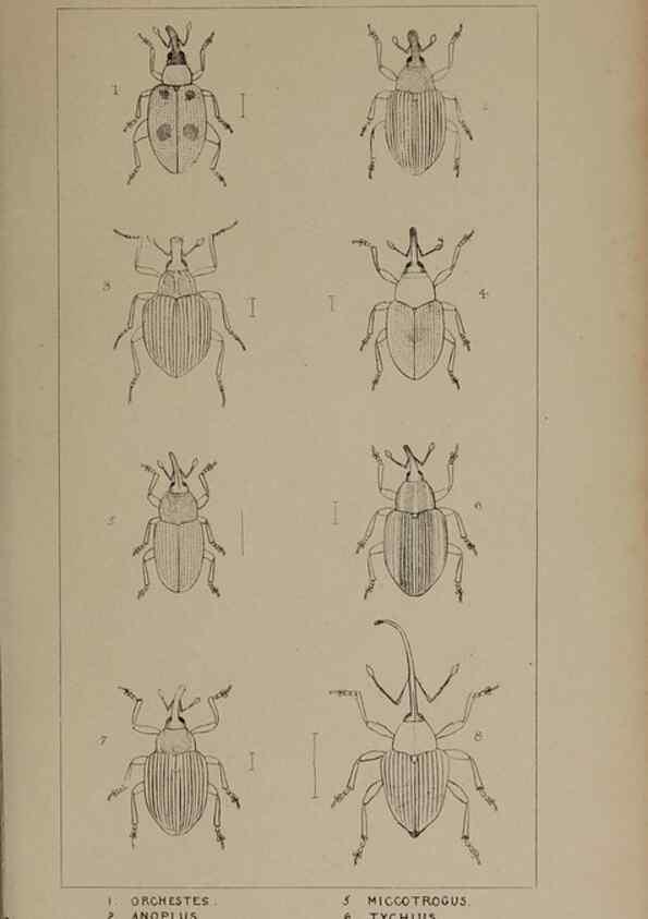 Reproducción/Reproduction 24352017950: The British Coleoptera delineated,. London,W. Crofts,1840.