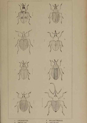 Reproducción/Reproduction 24352017950: The British Coleoptera delineated,. London,W. Crofts,1840.