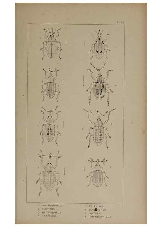 Reproducción/Reproduction 24019426384: The British Coleoptera delineated,. London,W. Crofts,1840.