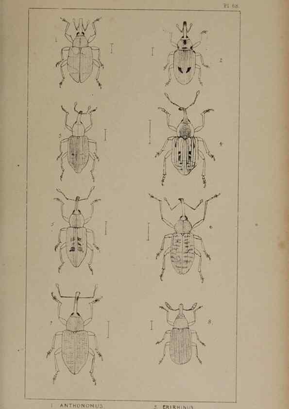 Reproducción/Reproduction 24019426384: The British Coleoptera delineated,. London,W. Crofts,1840.