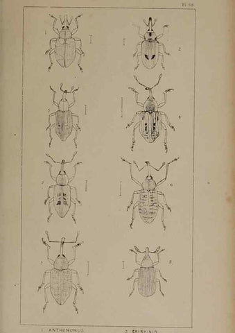 Reproducción/Reproduction 24019426384: The British Coleoptera delineated,. London,W. Crofts,1840.