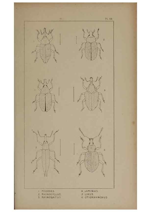 Reproducción/Reproduction 24539196592: The British Coleoptera delineated,. London,W. Crofts,1840.