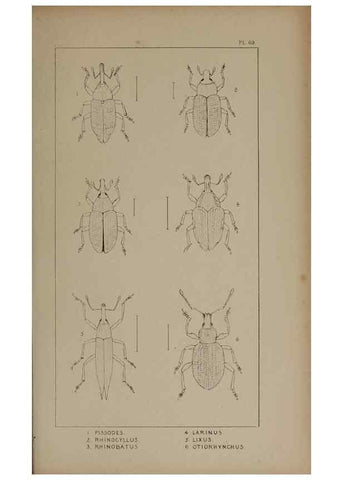 Reproducción/Reproduction 24539196592: The British Coleoptera delineated,. London,W. Crofts,1840.