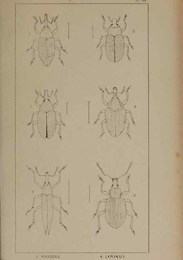 Reproducción/Reproduction 24539196592: The British Coleoptera delineated,. London,W. Crofts,1840.