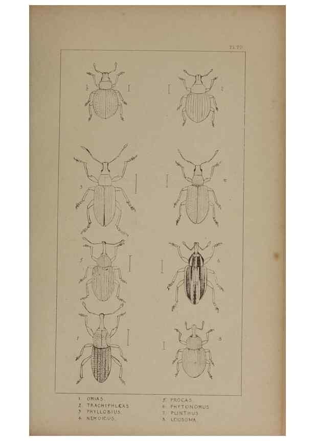 Reproducción/Reproduction 24279832729: The British Coleoptera delineated,. London,W. Crofts,1840.