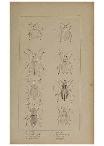 Reproducción/Reproduction 24279832729: The British Coleoptera delineated,. London,W. Crofts,1840.