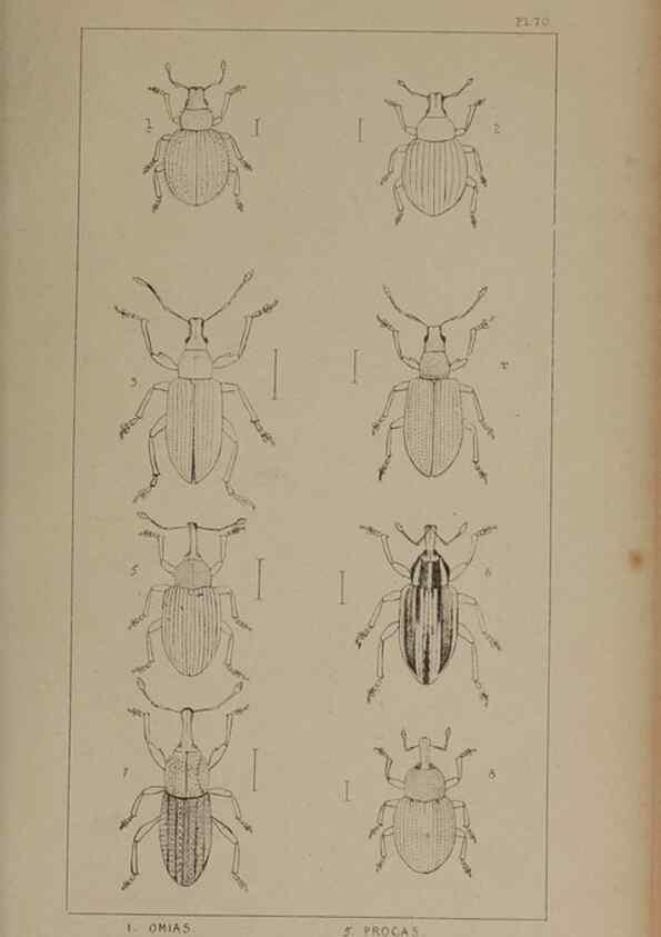 Reproducción/Reproduction 24279832729: The British Coleoptera delineated,. London,W. Crofts,1840.