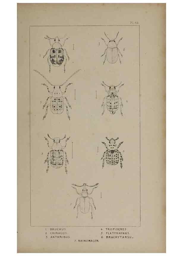 Reproducción/Reproduction 24621339856: The British Coleoptera delineated,. London,W. Crofts,1840.