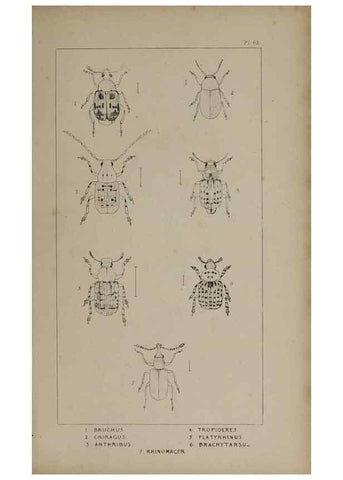 Reproducción/Reproduction 24621339856: The British Coleoptera delineated,. London,W. Crofts,1840.
