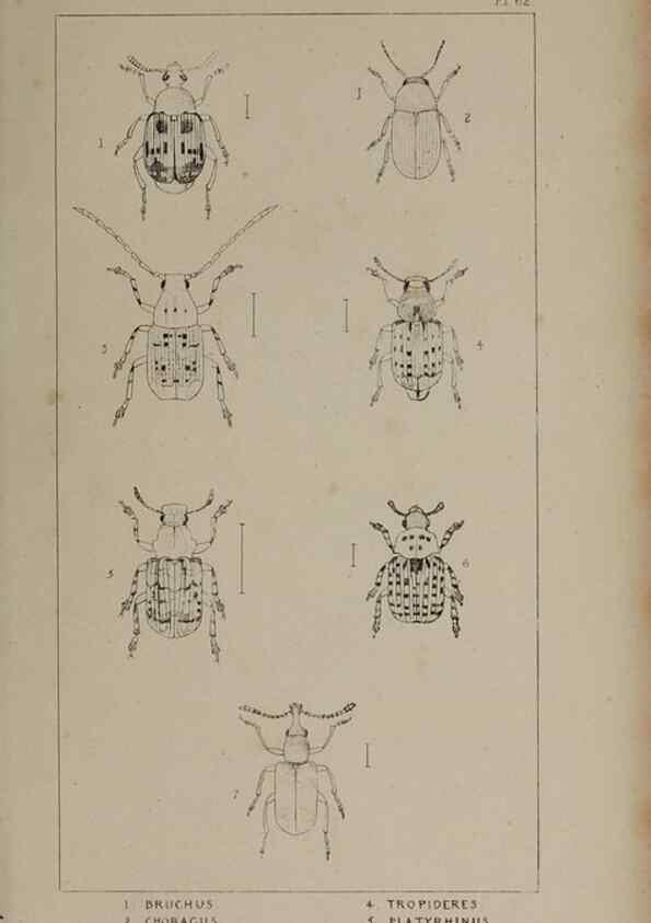 Reproducción/Reproduction 24621339856: The British Coleoptera delineated,. London,W. Crofts,1840.