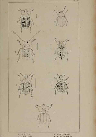 Reproducción/Reproduction 24621339856: The British Coleoptera delineated,. London,W. Crofts,1840.