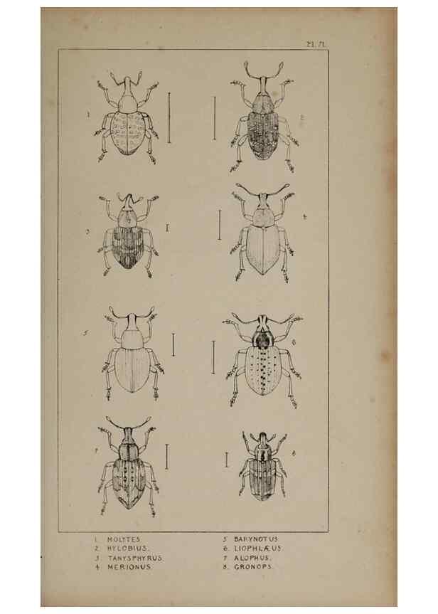 Reproducción/Reproduction 24565376251: The British Coleoptera delineated,. London,W. Crofts,1840.